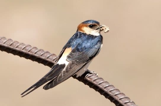 Birds of Asia with photos and names | Predatory and flightless birds of Asia