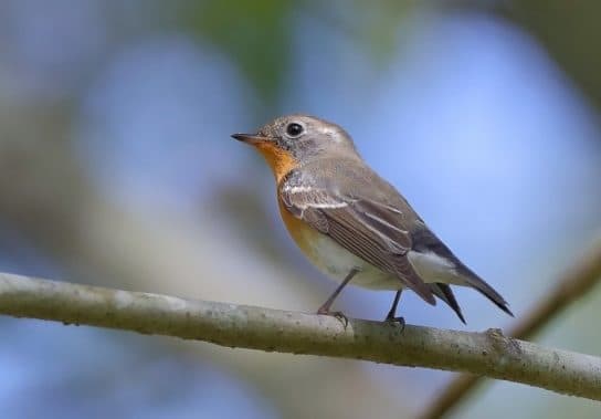 Birds of Asia with photos and names | Predatory and flightless birds of Asia