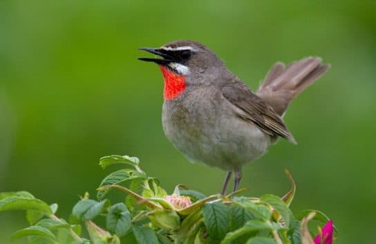 Birds of Asia with photos and names | Predatory and flightless birds of Asia