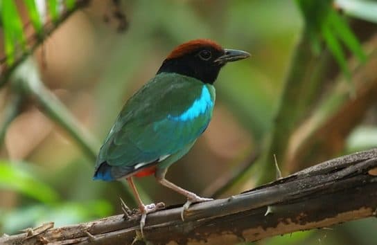 Birds of Asia with photos and names | Predatory and flightless birds of Asia