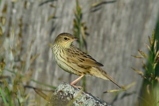 Birds of Asia with photos and names | Predatory and flightless birds of Asia