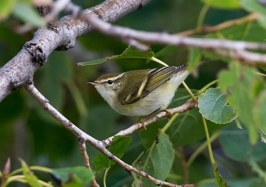 Birds of Asia with photos and names | Predatory and flightless birds of Asia