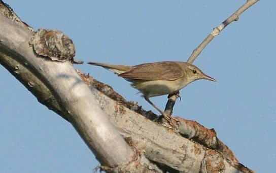 Birds of Asia with photos and names | Predatory and flightless birds of Asia