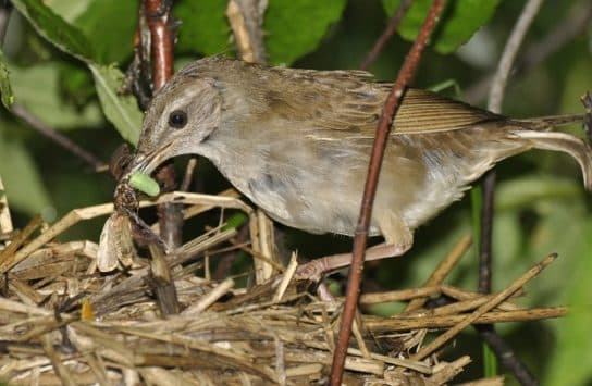 Birds of Asia with photos and names | Predatory and flightless birds of Asia