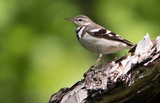 Birds of Asia with photos and names | Predatory and flightless birds of Asia