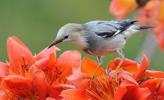 Birds of Asia with photos and names | Predatory and flightless birds of Asia