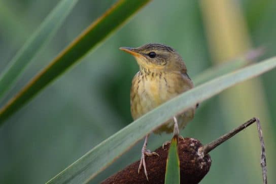 Birds of Asia with photos and names | Predatory and flightless birds of Asia