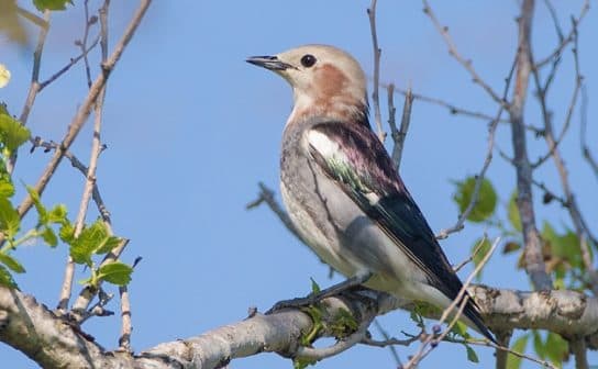 Birds of Asia with photos and names | Predatory and flightless birds of Asia