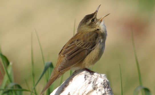 Birds of Asia with photos and names | Predatory and flightless birds of Asia