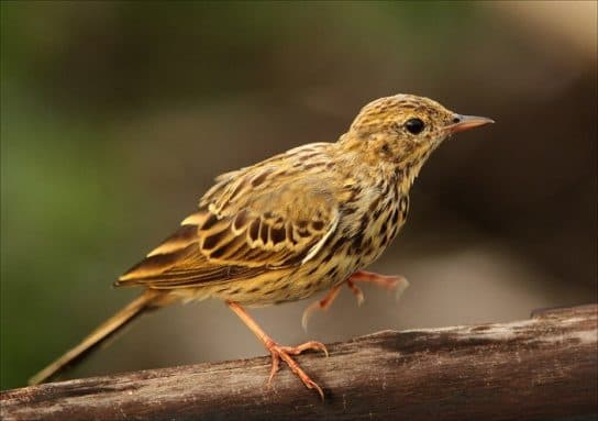 Birds of Asia with photos and names | Predatory and flightless birds of Asia