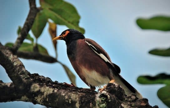Birds of Asia with photos and names | Predatory and flightless birds of Asia