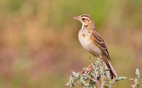 Birds of Asia with photos and names | Predatory and flightless birds of Asia