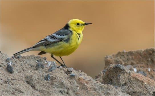 Birds of Asia with photos and names | Predatory and flightless birds of Asia