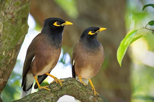 Birds of Asia with photos and names | Predatory and flightless birds of Asia