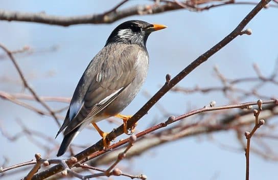 Birds of Asia with photos and names | Predatory and flightless birds of Asia