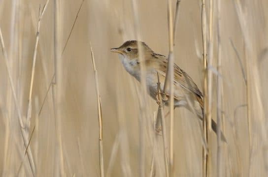 Birds of Asia with photos and names | Predatory and flightless birds of Asia