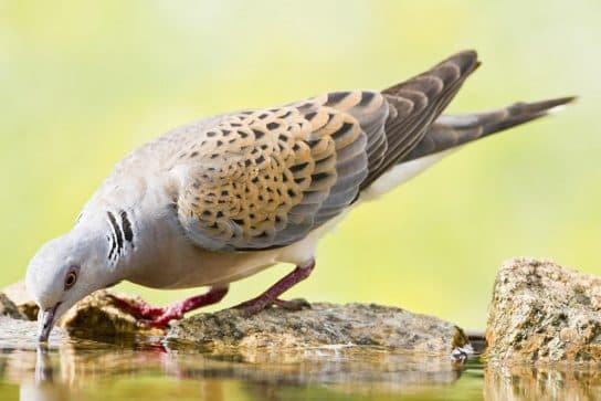 what does an ordinary turtledove eat Common turtledove – photo and description of the bird, where it hibernates and what it eats, interesting facts