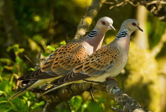 photo gorlic Common turtledove – photo and description of the bird, where it hibernates and what it eats, interesting facts