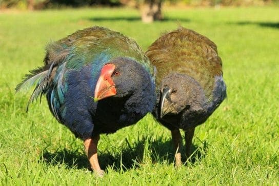 Takahe – bird photo, description and interesting facts