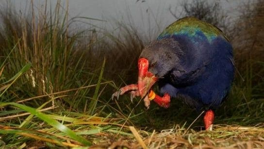 Takahe – bird photo, description and interesting facts