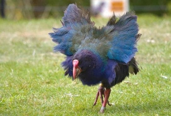 Takahe – bird photo, description and interesting facts
