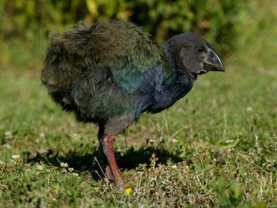 Takahe – bird photo, description and interesting facts