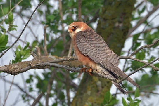Kobchik – photo et description de l’oiseau du livre rouge, ce qu’il mange, faits intéressants