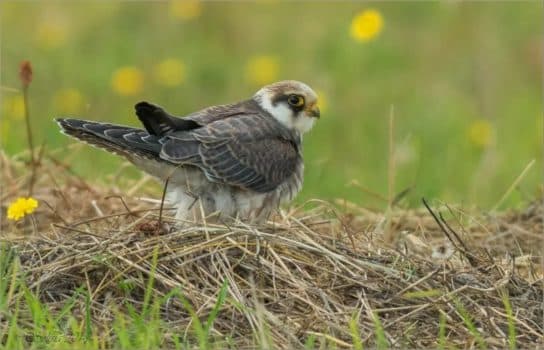 faucon Kobchik – photo et description de l’oiseau du livre rouge, ce qu’il mange, faits intéressants
