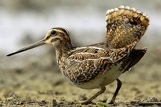 Snipe – uma foto e descri&ccedil;&atilde;o do p&aacute;ssaro, onde vive o snipe e o que ele come, sons de snipe