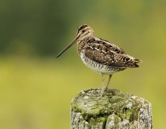 Snipe – uma foto e descri&ccedil;&atilde;o do p&aacute;ssaro, onde vive o snipe e o que ele come, sons de snipe
