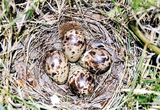 Snipe – uma foto e descri&ccedil;&atilde;o do p&aacute;ssaro, onde vive o snipe e o que ele come, sons de snipe