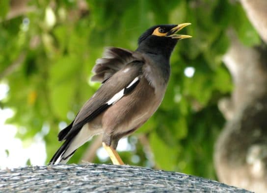 Maina – photo and description of the bird |  Ordinary and sacred myna