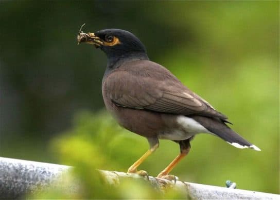 Maina – photo and description of the bird |  Ordinary and sacred myna