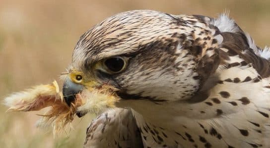 Saker Falcon – a falcon from the Red Book, photo and description, habitat, what it eats
