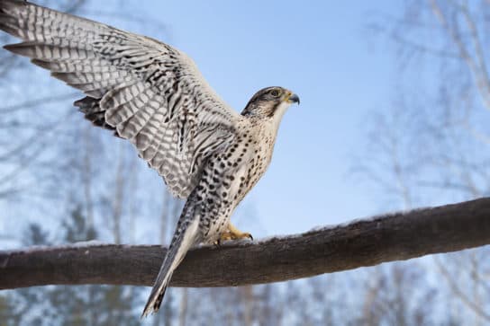 Saker Falcon – a falcon from the Red Book, photo and description, habitat, what it eats