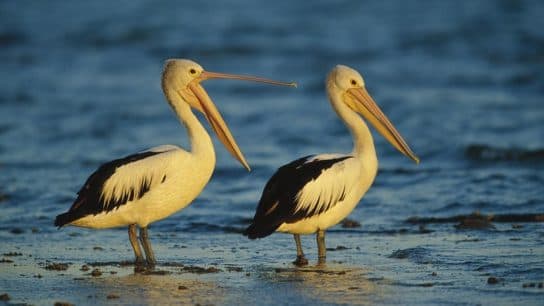 Pelicano – foto e descrição do pássaro, onde mora, o que come, fotos