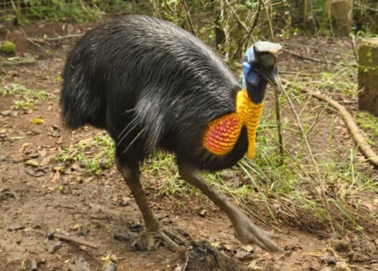 Casuario de aves: especies, fotos, descripci&oacute;n, datos interesantes, video, lo que es peligroso para los humanos