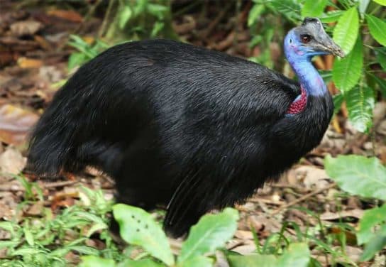 Casuario de aves: especies, fotos, descripci&oacute;n, datos interesantes, video, lo que es peligroso para los humanos