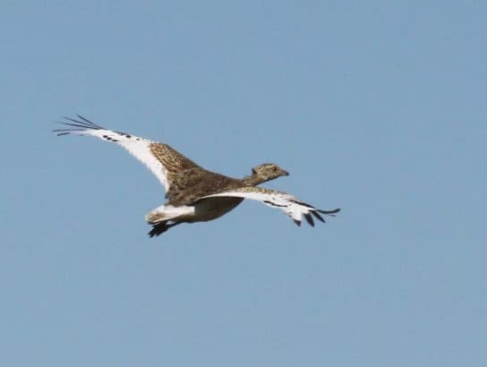 Little bustard – a photo and description of a bird from the Red Book for children and adults, video