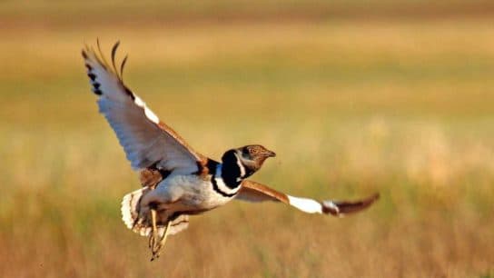 Little bustard – a photo and description of a bird from the Red Book for children and adults, video