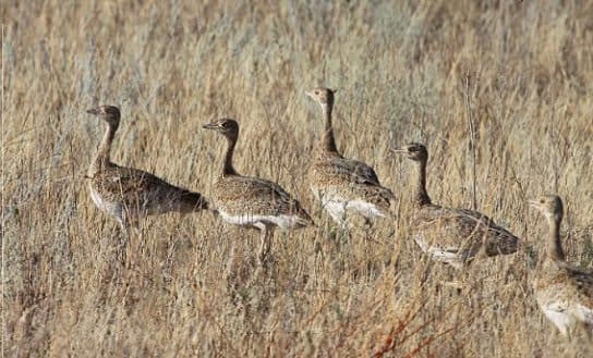 Little bustard – a photo and description of a bird from the Red Book for children and adults, video