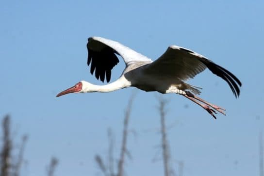 Crane Sterkh – p&aacute;jaro del Libro Rojo, foto y descripci&oacute;n, donde vive