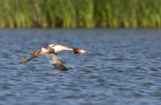 Mergulh&atilde;o-de-crista (mergulh&atilde;o-grande) – foto e descri&ccedil;&atilde;o do p&aacute;ssaro, v&iacute;deo, o que ele come, onde mora