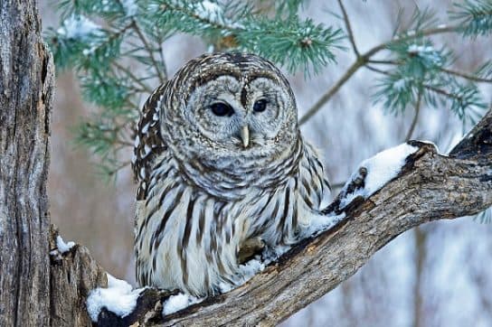 Coruja barrada Coruja tawny owl – foto e descrição do pássaro, fatos, o que ele come e onde mora