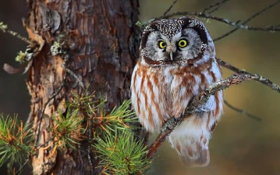 Upland owl – photo and description of an owl, Red Book, what it eats, voice, interesting facts