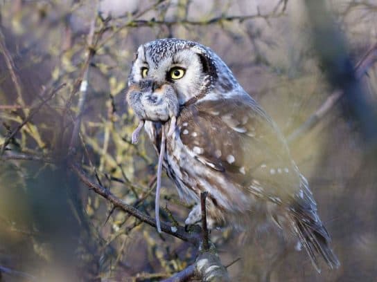 what does the Upland Owl eat? Upland owl – photo and description of an owl, Red Book, what it eats, voice, interesting facts
