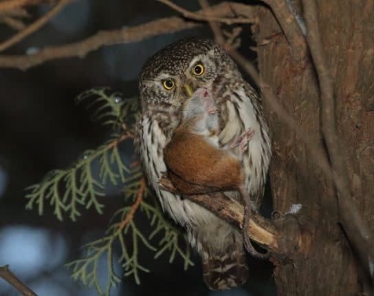 que mange un hibou passereau ? Chouette moineau – photo et description de l’oiseau, livre rouge, voix, à quoi il ressemble et ce qu’il mange