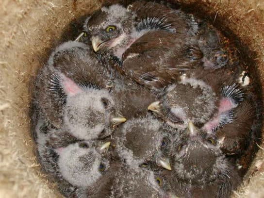 Chouette moineau – photo et description de l&rsquo;oiseau, livre rouge, voix, &agrave; quoi il ressemble et ce qu&rsquo;il mange