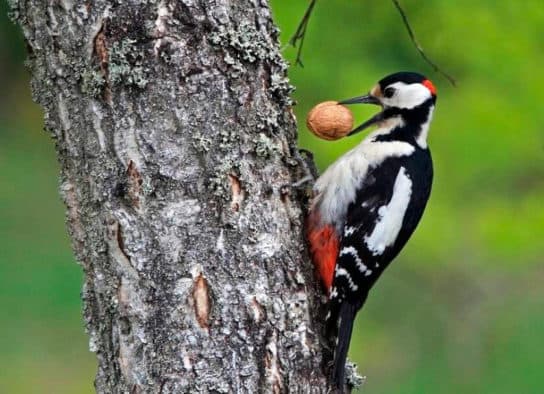 Grande pica-pau-malhado (ou pica-pau-malhado) – foto e descri&ccedil;&atilde;o do p&aacute;ssaro, o que ele come, fatos interessantes