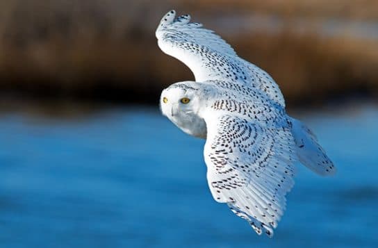 Hibou blanc polaire – photo et description de l&rsquo;oiseau o&ugrave; il vit, livre rouge, ce qu&rsquo;il mange, faits et vu